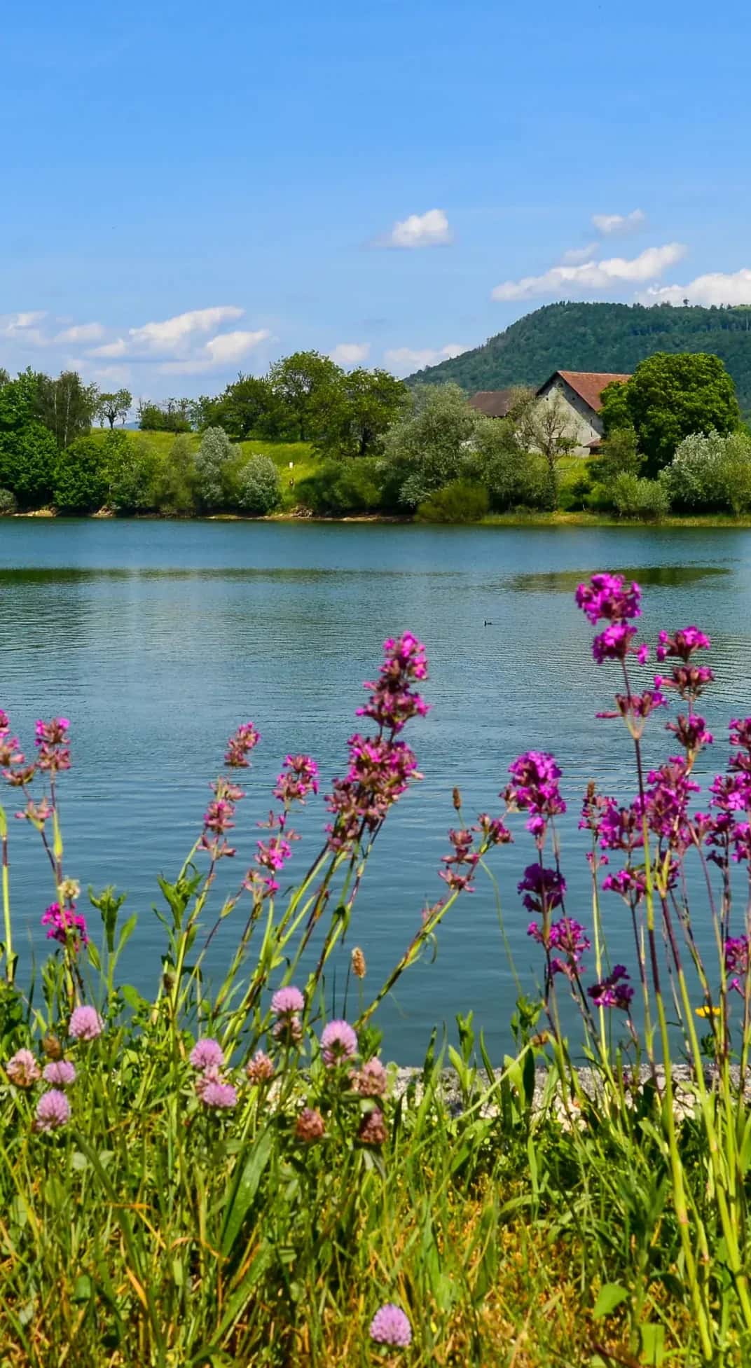 Le Lac de Bret au printemps, vu de la rive, des fleurs sauvages au premier plan, à quelques pas de la maison, à Puidoux