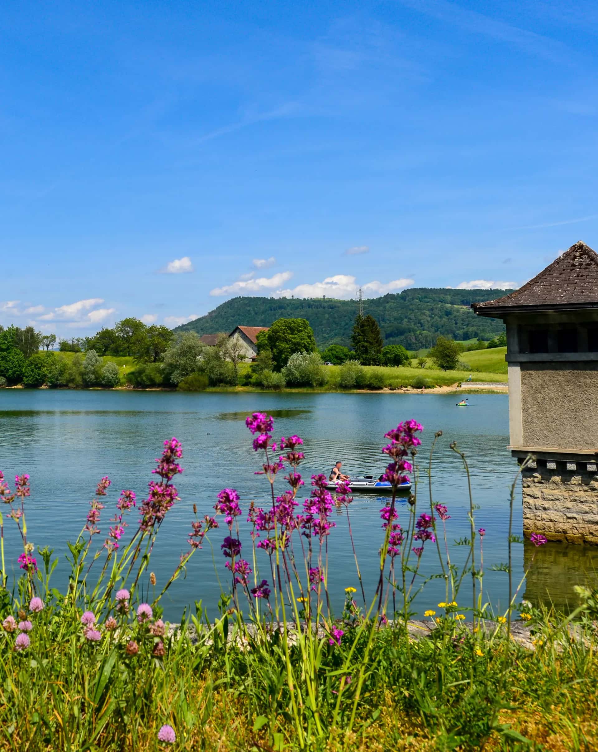 Le Lac de Bret bordé de fleurs sauvages, à quelques pas de la maison, à Puidoux