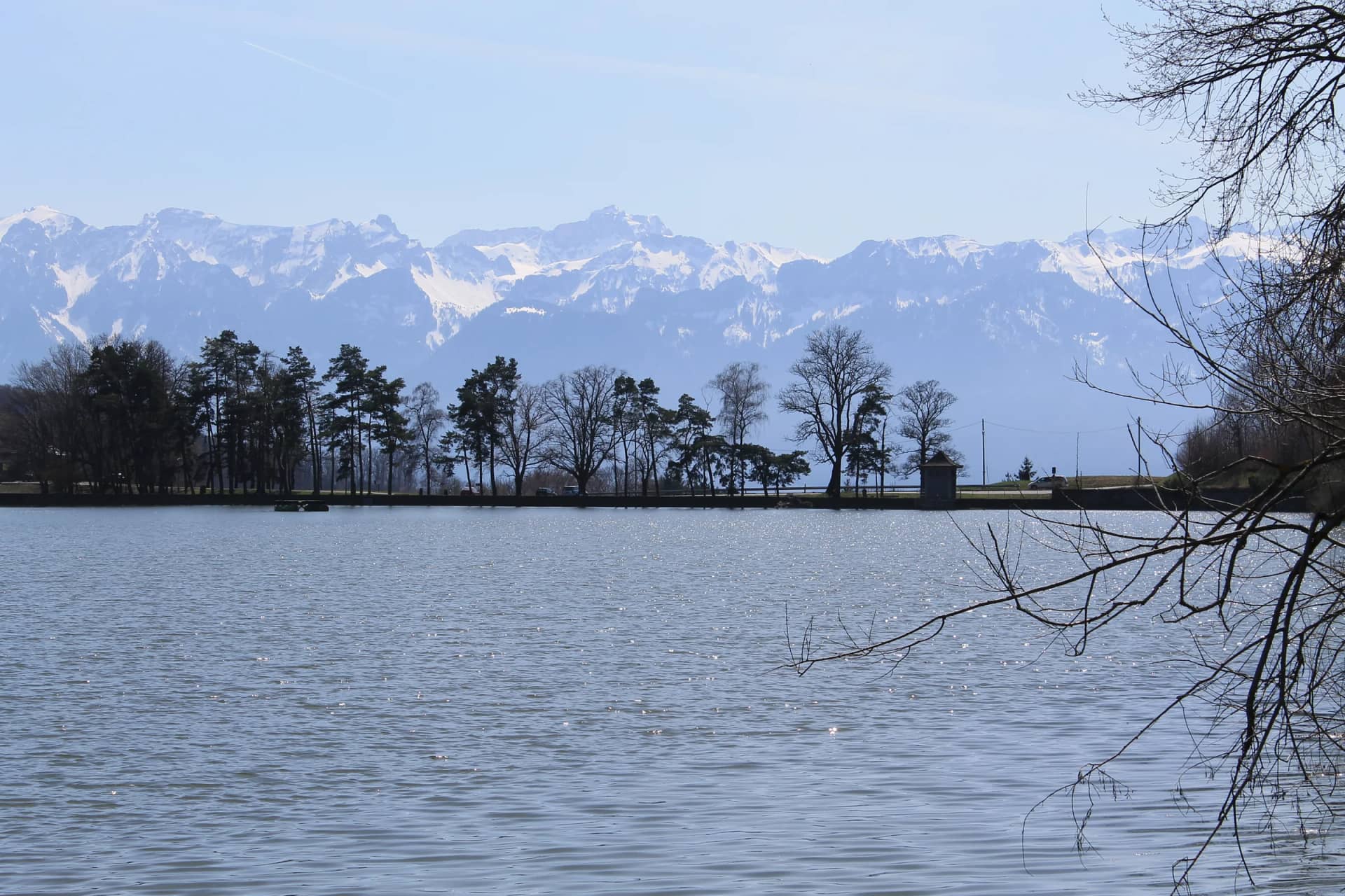 Les Alpes enneigées au-dessus du Lac de Bret et de sa rangée d'arbres, à Puidoux, au printemps