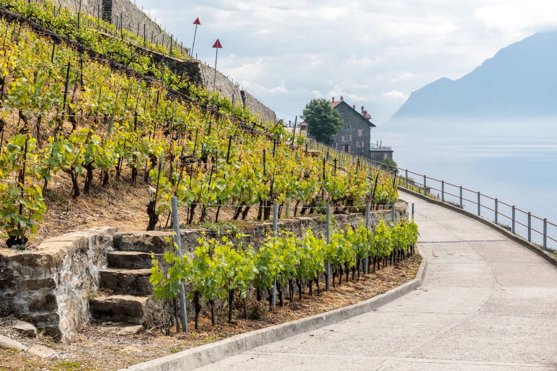 Chemin entre les murets et les jeunes vignes des terrasses de Lavaux sur la commune de Puidoux, au-dessus du Léman dans la brume