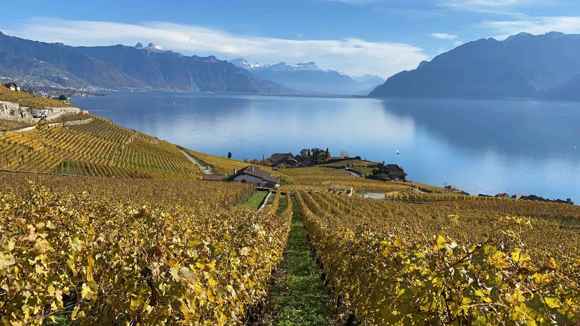 Rangs de vigne aux feuilles dorées en Lavaux, au-dessus du Léman et des montagnes, un jour d'automne