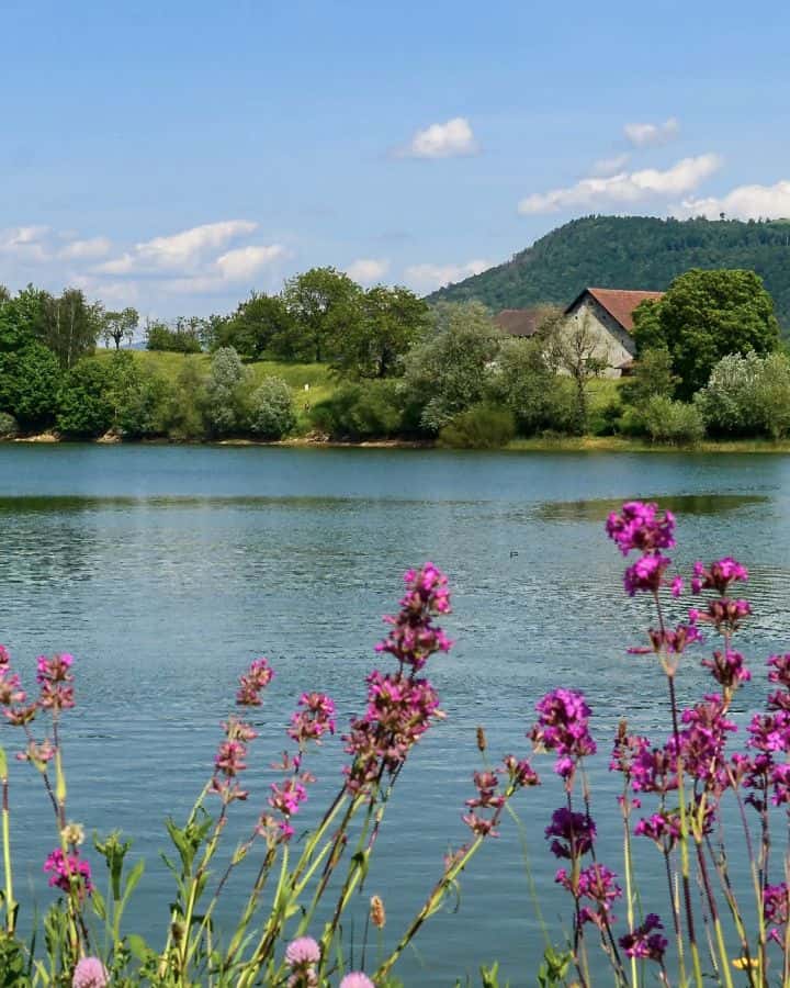 Le Lac de Bret au printemps, des fleurs sauvages mauves au premier plan, une ferme et les collines sur l'autre rive